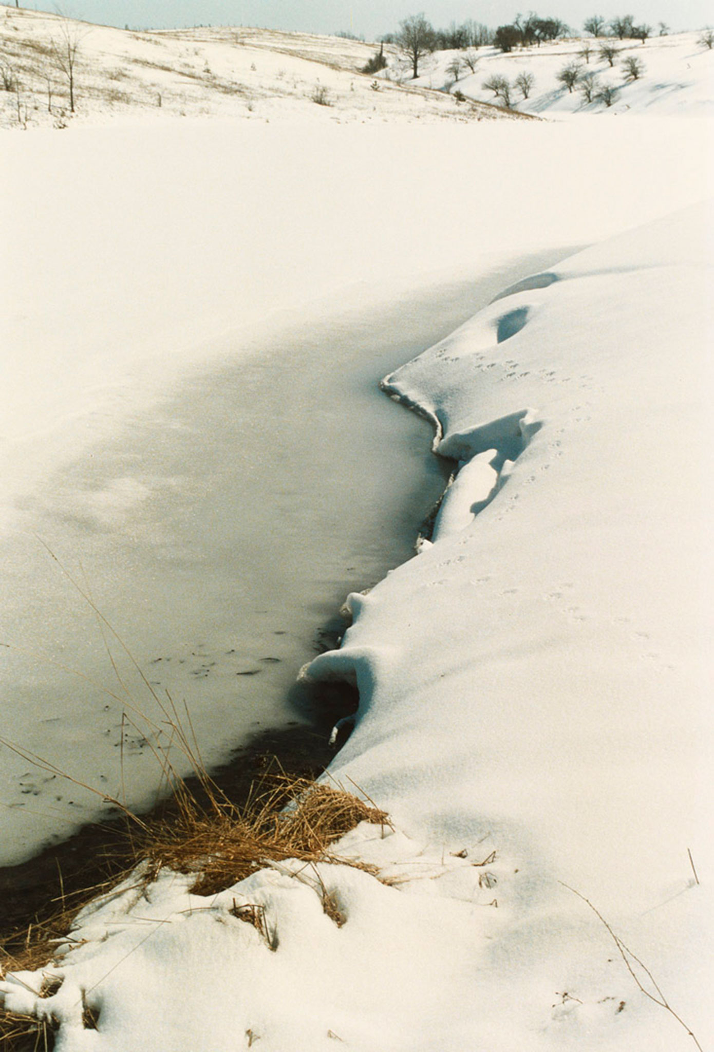 Snow Bank